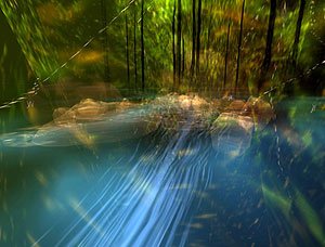 Char Davies, Forest Stream, from Ephémère, 1998 Char Davies, Forest Stream, from Ephémère, 1998