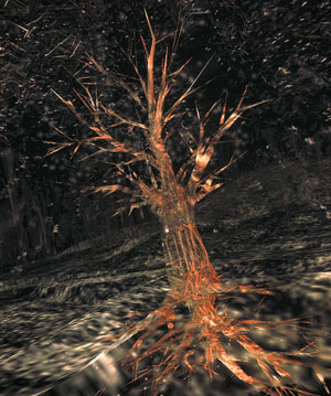 Tree, Osmose