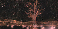 Osmose - Tree Pond - Click for enlargement