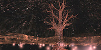 Osmose - Tree Pond - Click for enlargement